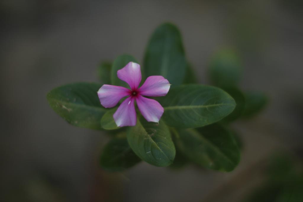 Pousada Da Praia Caraíva Esterno foto